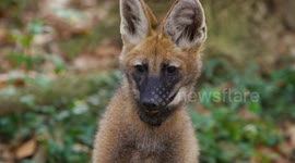 The Incredible Story of Lucky the Maned Wolf Pup