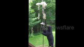 Persistent black bear doesn't give up in pursuit of bird feeder snack