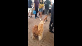 Guide Dog for a blind dog: Ginger and best friend Kimchi visit a vegan fair in the Philippines