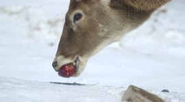 Zoo provides 16 tonnes of fresh snow for delighted White Lipped Deer to play in