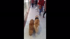 Guide Dog for a Blind Dog, Ginger, and Best Friend, Kimchi, Visit a Shopping Mall and Wait for Daddy while he Goes to the Supermarket