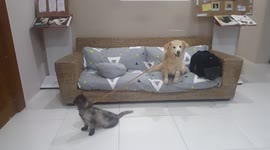 Guide Dog for a Blind Dog, Ginger, babysits Kitty Sibling, Champoy, at the Clinic while Waiting for the Vet