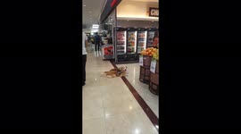 Guide Dog for a Blind Dog Ginger and Soul-Sibling Kimchi Wait Patiently Outside a Supermarket Until Daddy Finishes Shopping