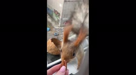 Super friendly squirrel says hello during visits for snacks in Dnipro, Ukraine