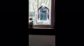 Cute Birds Eat Out Of A See Through Window Bird Feeder At A Pennsylvania House
