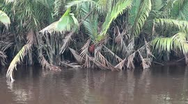 Orangutans looking for food on the river bank which is famous for its many crocodiles
