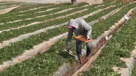 Farmers in the Gaza Strip complain about the lack of export of strawberries abroad.
