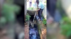 Cobra coils inside drain of residential area, rescued in southern India