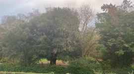 Strong winds at Syon Park in London make trees shake