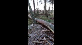 Huge granny pine felled by Storm Awren gales in Scottish Highlands