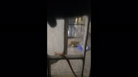 Clueless cat has no idea guy sitting near window and recording notorious act