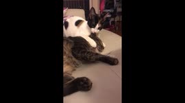 Good Lick-ins: Kitten Grooms Grumpy New Cat Roommate Against His Will