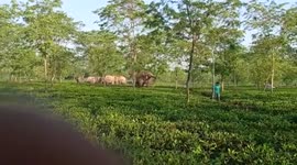 Back and forth with elephants: locals try to scare them away, angry herd begins charging