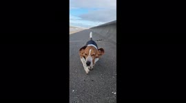 Storm arwen hits Merseyside wind dog walking antics