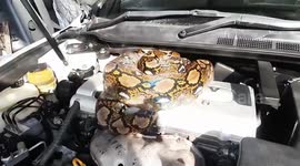 Huge wild python caught in family’s car engine in Thailand
