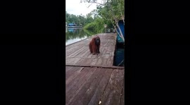 Orangutan Looking For Some Food On The Bridge(Bornean Orangutan)