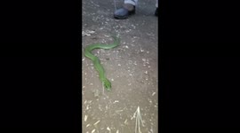 Rare green keelback snake found in a Hanuman temple of Rajasthan