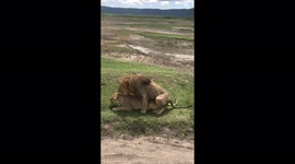 Lions filmed mating in the Ngorongro Conservation area in December 2020.