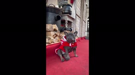 French bulldog sitting with Santa on his back