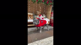 French bulldog wears Santa on his back