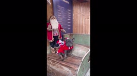 French bulldog enjoying christmas time while turist make photos of him