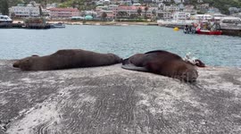 Seals sleep on jetty in Kalk Bay Harbour, Cape Town
