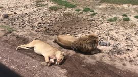 Lions panting on a hot day in the Ngorongoro conservation area.