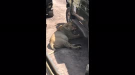 Lion using the shadow of a vehicle for shade against the hot Ngorongoro Sun