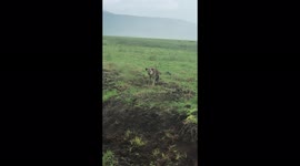 Encounter with a Spotted Hyena out on a stroll in the Ngorongoro Crater