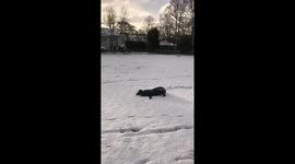 Funny Labrador just LOVES playing in UK snow