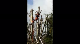 5 year old Boy Climbing Very tall tree during pruning dangerously