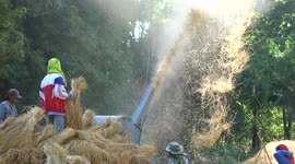 Great teamwork as neighbours come together to help this rice farmer harvest his rice, here they feed a machine that separates the rice grains from the chaff.