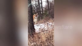 Wild Siberian tiger stares down motorist during intimidating encounter in northern China