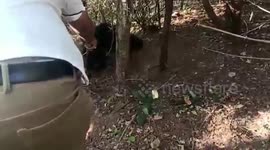 Rangers free wild bear caught in trap in central India
