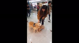 Guide dog for a blind dog! Heartwarming tale of canine friendship