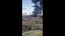 Storm Arwen downs dozens of pine trees in Scottish park