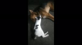 Dog sleeps soundly while being massaged and cuddled by cat