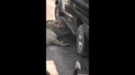 Lion rests in shade of safari vehicle in Tanzania