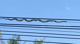 Snake stuck on electricity power lines rescued in Thailand