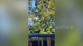 Ferocious wild monitor lizard rampages through school in Thailand