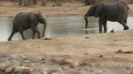 Baby elephant shows small bird he's the boss of the watering hole