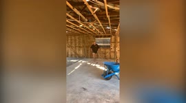 Australian tradie knocks down a brick wall by using his own body as a human WRECKING BALL