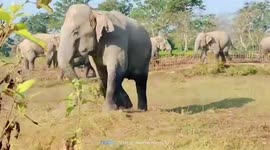 Herd of elephants stomp into tea estate in northeastern India