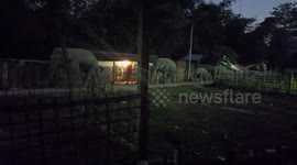 Elephants pass by residential region in northeastern India