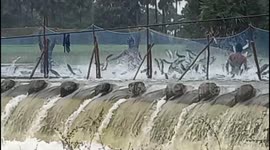 Hundreds of fishes jumping out of the water giving fisherman a tuff time to catch the bounty in South India.