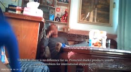 Powerful undercover footage reveals disturbing selling of endangered sharks in Taiwan