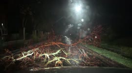 Fallen tree blocks road during Storm Arwen, Berwick-Upon-Tweed