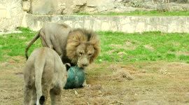 Meet the well-mannered lions of the San Antonio Zoo