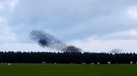 UK: Mesmerizing Starling Murmurations In Bodmin Moor, Cornwall