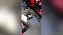Cat spotted performing sit-ups in Chinese gym